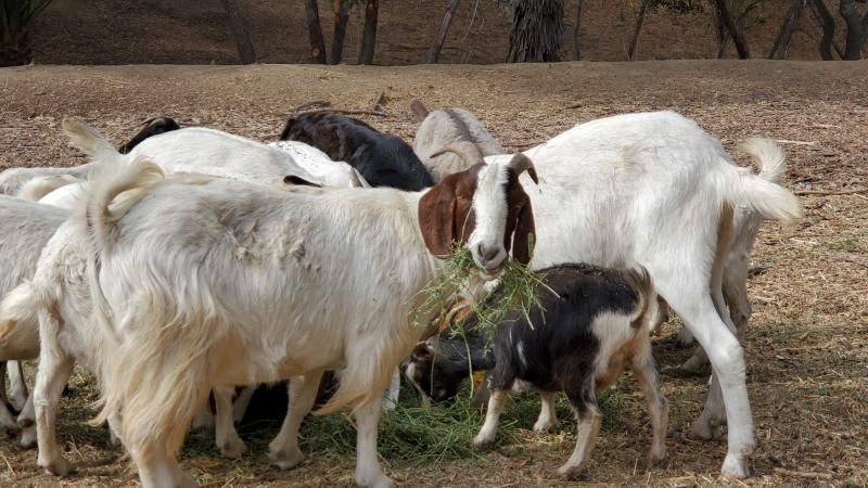 A herd of goats spent the fall in and around Anaheim, Calif.'s Deer Canyon Park helping to keep grasses and other potential wildfire fuels in check. A herd of goats spent the fall in and around Anaheim, Calif.'s Deer Canyon Park helping to keep grasses and other potential wildfire fuels in check.