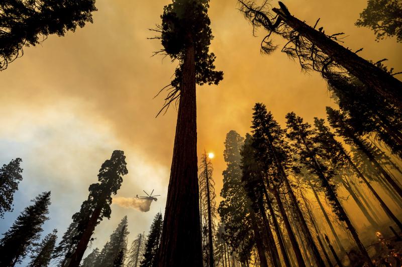 A helicopter drops water on the Windy Fire burning in the Trail of 100 Giants grove of Sequoia National Forest, Calif., on Sunday. A helicopter drops water on the Windy Fire burning in the Trail of 100 Giants grove of Sequoia National Forest, Calif., on Sunday.