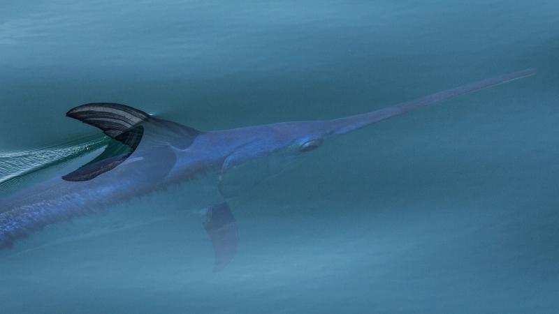 Swordfish like this one, sunning itself off the coast of Ventura, Calif. have traditionally been caught in drift gillnets. But ocean activists say the method is unsustainable because it captures too many other sea creatures. Swordfish like this one, sunning itself off the coast of Ventura, Calif. have traditionally been caught in drift gillnets. But ocean activists say the method is unsustainable because it captures too many other sea creatures.