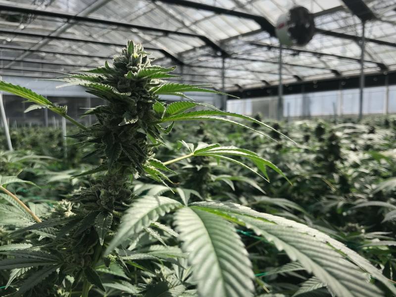 A cannabis flower at Glass House Farms in Carpinteria, Calif., is almost ready for harvest. This farm uses greenhouses, allowing for five harvests a year. A cannabis flower at Glass House Farms in Carpinteria, Calif., is almost ready for harvest. This farm uses greenhouses, allowing for five harvests a year.
