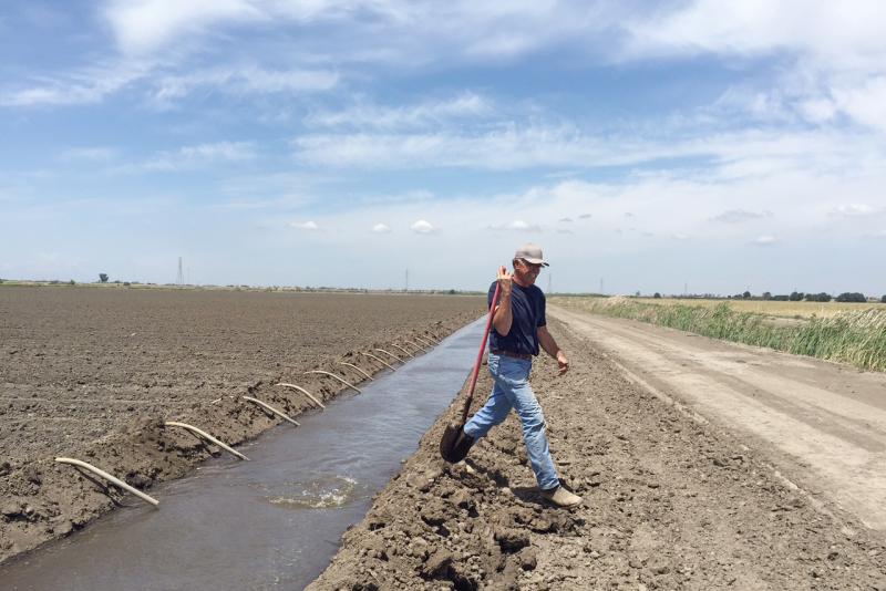 Rudy Mussi's family has farmed in the Sacramento Delta region for nearly a century. Mussi worries that more water transfers will deplete the fragile Delta ecosystem and wipe out family farms like his. Rudy Mussi's family has farmed in the Sacramento Delta region for nearly a century. Mussi worries that more water transfers will deplete the fragile Delta ecosystem and wipe out family farms like his.