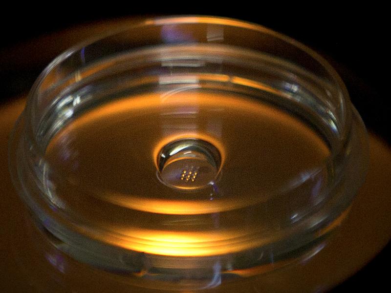 There was an uproar in 2018 when a scientist in China, He Jiankui, announced that he had successfully used CRISPR to edit the genes of twin girls when they were embryos. Prominent scientists hope to stop further attempts at germline editing, at least for There was an uproar in 2018 when a scientist in China, He Jiankui, announced that he had successfully used CRISPR to edit the genes of twin girls when they were embryos. Prominent scientists hope to stop further attempts at germline editing, at least for