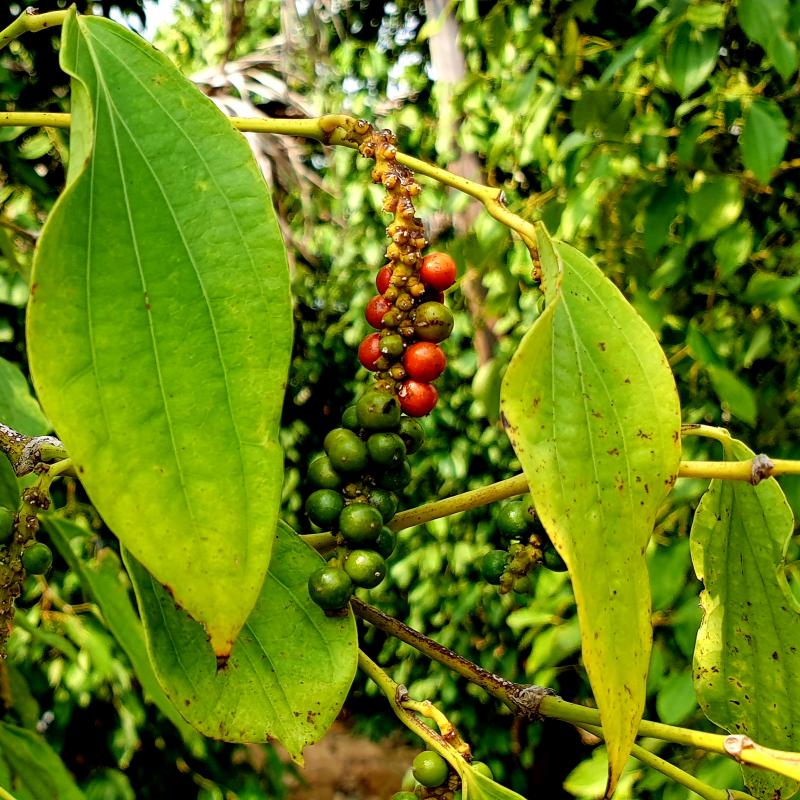 Red peppercorns beginning to mature before harvest at La Plantation. Red peppercorns beginning to mature before harvest at La Plantation.