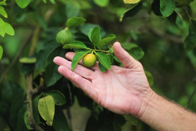 Guy Davies, an inspector of the Florida Division of Plant Industry, shows an orange that is showing signs of "citrus greening." The disease is caused by a bacterium carried by the Asian citrus psyllid. Guy Davies, an inspector of the Florida Division of Plant Industry, shows an orange that is showing signs of "citrus greening." The disease is caused by a bacterium carried by the Asian citrus psyllid.