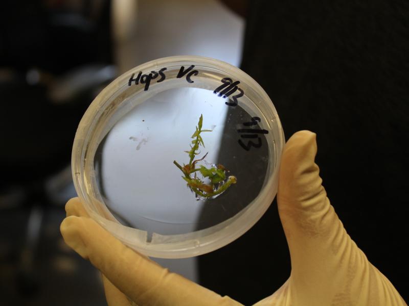 Hops internodes growing in a Petri dish in the SUNY Cobleskill biotech lab. Hops internodes growing in a Petri dish in the SUNY Cobleskill biotech lab.