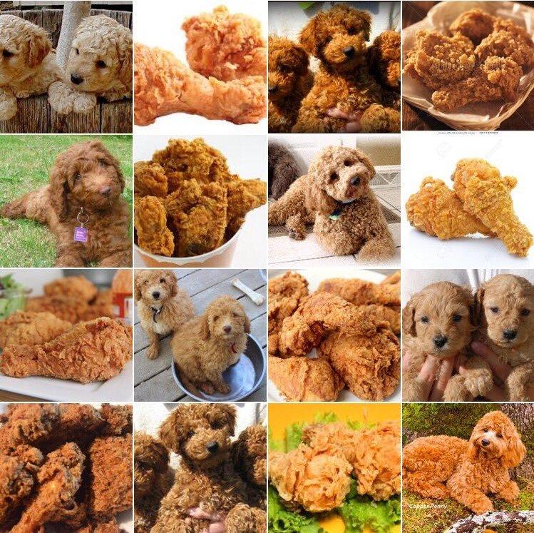 Canine Or Cuisine? This Photo Meme Is Fetching | 88.5 WFDD