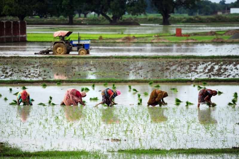 Indian female farmers sow paddy in a field during monsoon season near Allahabad on July 19, 2014. The monsoon rains, which usually hit India from June to September, are crucial for farmers whose crops feed hundreds of millions of people. Indian female farmers sow paddy in a field during monsoon season near Allahabad on July 19, 2014. The monsoon rains, which usually hit India from June to September, are crucial for farmers whose crops feed hundreds of millions of people.