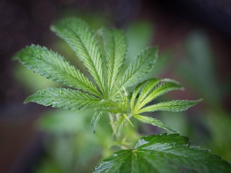 A marijuana plant is seen in a greenhouse in Mendocino County, Calif. on April 19, 2017. A marijuana plant is seen in a greenhouse in Mendocino County, Calif. on April 19, 2017.