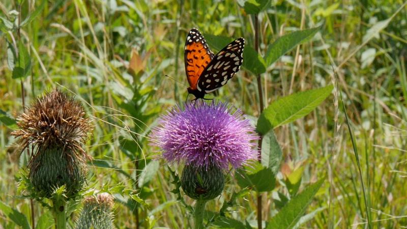 The regal fritillary butterfly has largely disappeared from the Eastern U.S. The regal fritillary butterfly has largely disappeared from the Eastern U.S.