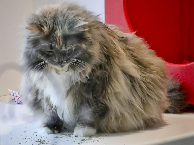 Griselda , 11, a domestic long-haired cat, already declawed when she was surrendered by her owner for adoption, plays inside her enclosure at the Animal Haven pet shelter in New York. Griselda , 11, a domestic long-haired cat, already declawed when she was surrendered by her owner for adoption, plays inside her enclosure at the Animal Haven pet shelter in New York.