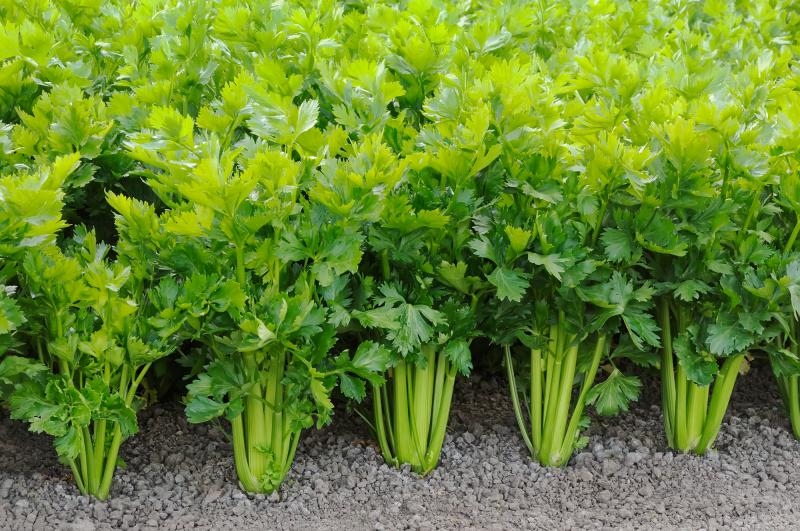 Why did humans start cultivating celery? It's low-calorie and, one might argue, low flavor. We asked some experts at the intersection of botany and anthropology to share their best guesses. Why did humans start cultivating celery? It's low-calorie and, one might argue, low flavor. We asked some experts at the intersection of botany and anthropology to share their best guesses.