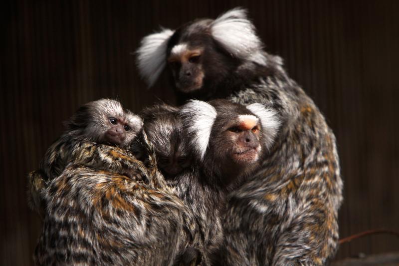 Common marmosets can copy the sounds and intonations of their parents. Common marmosets can copy the sounds and intonations of their parents.
