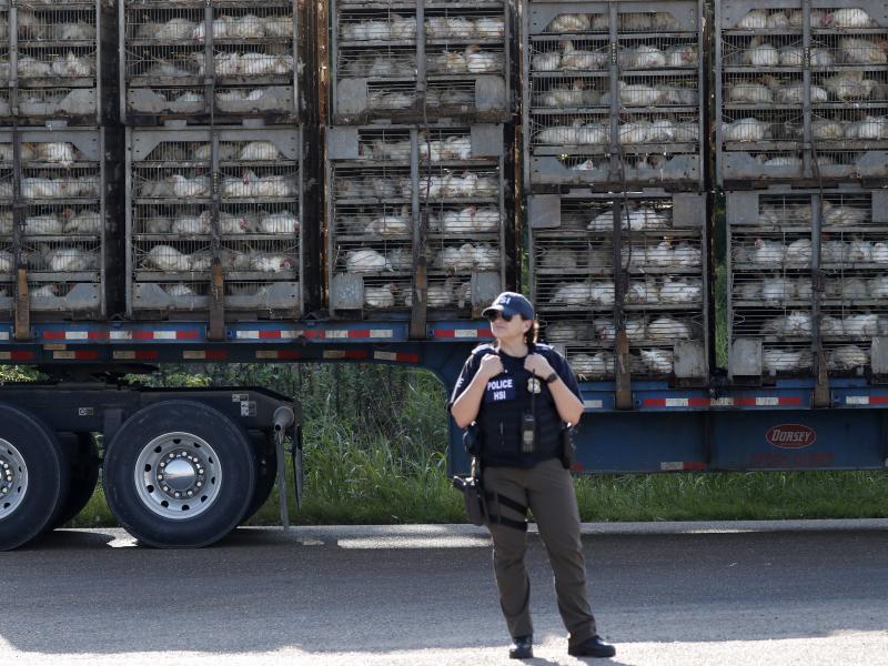 A trailer loaded with chickens passes a federal agent outside a Koch Foods plant in Morton, Miss., on Wednesday. A trailer loaded with chickens passes a federal agent outside a Koch Foods plant in Morton, Miss., on Wednesday.