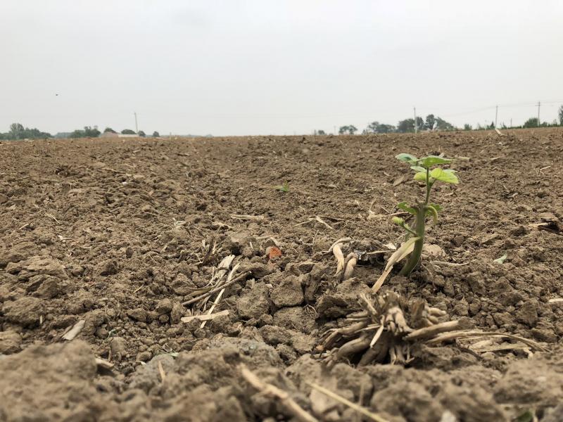 A single soybean plant grows in a field in the village of Sandaogou, China. A single soybean plant grows in a field in the village of Sandaogou, China.