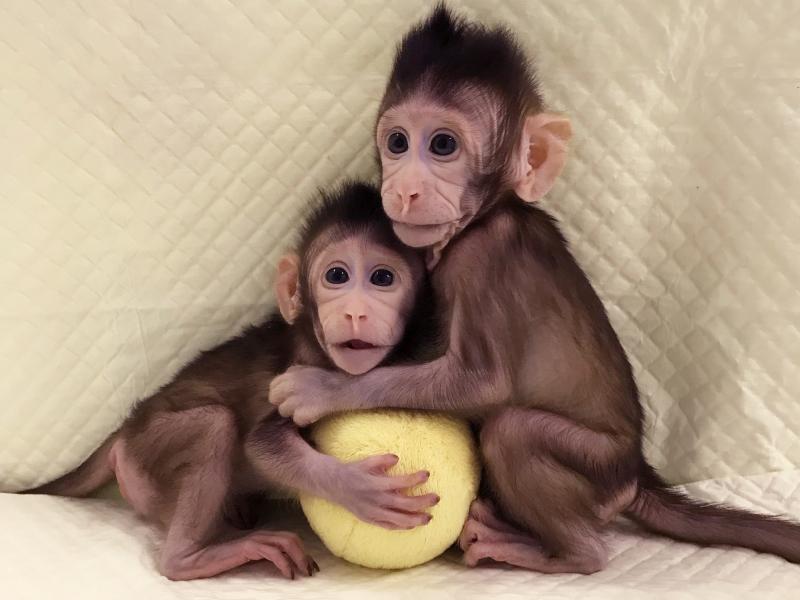Zhong Zhong (left) and Hua Hua are the first primate clones made by somatic cell nuclear transfer, the same process that created Dolly the sheep in 1996. Zhong Zhong (left) and Hua Hua are the first primate clones made by somatic cell nuclear transfer, the same process that created Dolly the sheep in 1996.