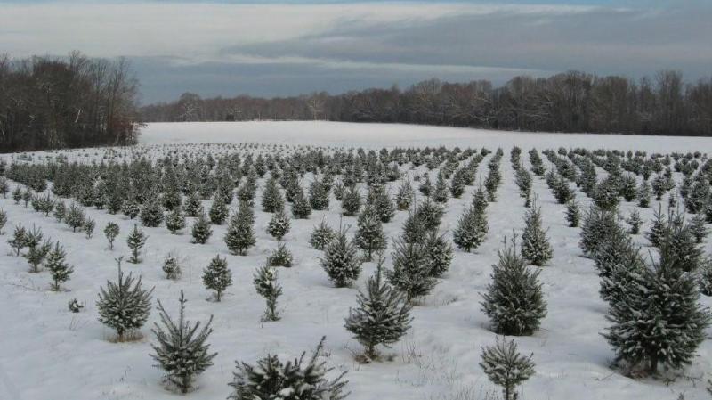 The Carrolls, who once raised cattle, decided three decades ago to raise Christmas trees instead. The trees take seven to 12 years to mature. The Carrolls, who once raised cattle, decided three decades ago to raise Christmas trees instead. The trees take seven to 12 years to mature.