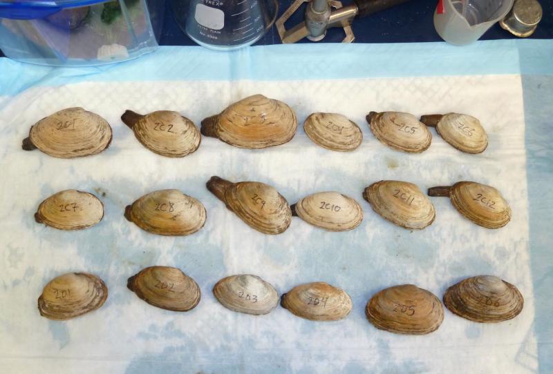 Scientists look for clam leukemia cells in shellfish bought at a market in New York. Scientists look for clam leukemia cells in shellfish bought at a market in New York.