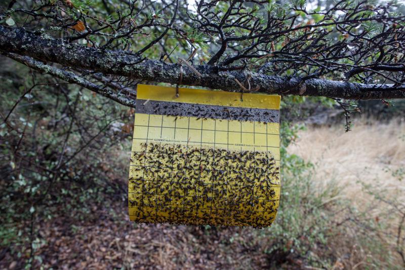 Fly paper covered with the bodies of Cephalcia Tannourinensis, an endemic species of Sawfly that has been damaging trees at the Tannourine Cedars Forest Nature Reserve. Fly paper covered with the bodies of Cephalcia Tannourinensis, an endemic species of Sawfly that has been damaging trees at the Tannourine Cedars Forest Nature Reserve.