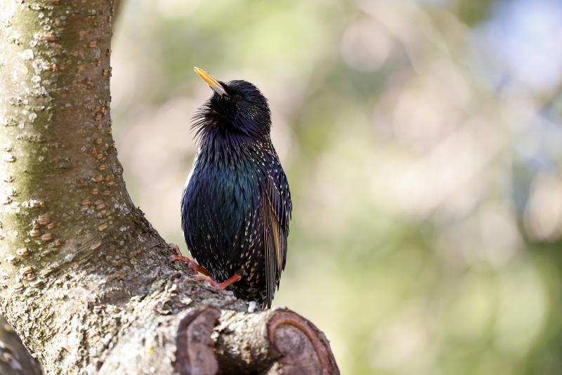 A starling sits in the cherry tree blooms along the Tidal Basin in Washington, DC. Researchers say some starlings has seen an increase in bill size. A starling sits in the cherry tree blooms along the Tidal Basin in Washington, DC. Researchers say some starlings has seen an increase in bill size.