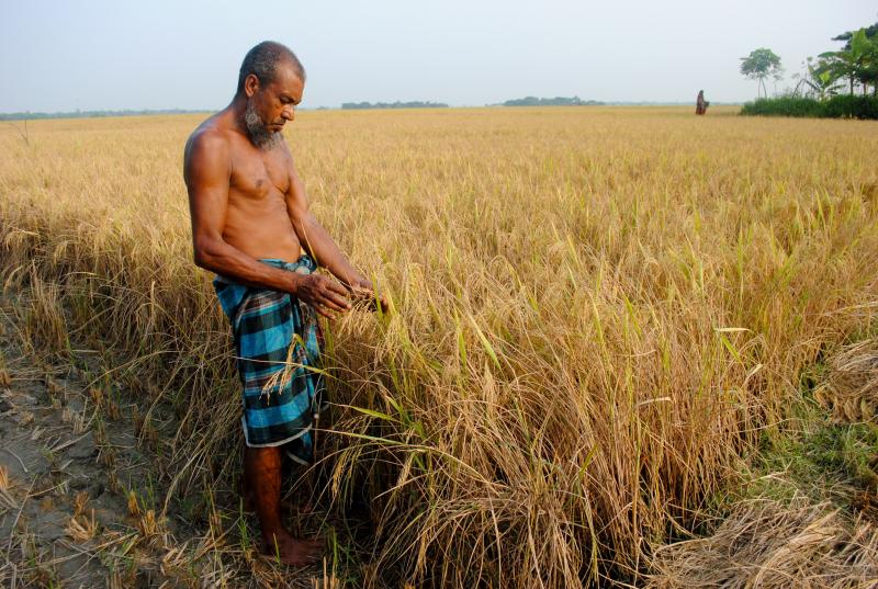 A farmer in southwest Bangladesh holds ripe rice that can grow in saline water. A farmer in southwest Bangladesh holds ripe rice that can grow in saline water.