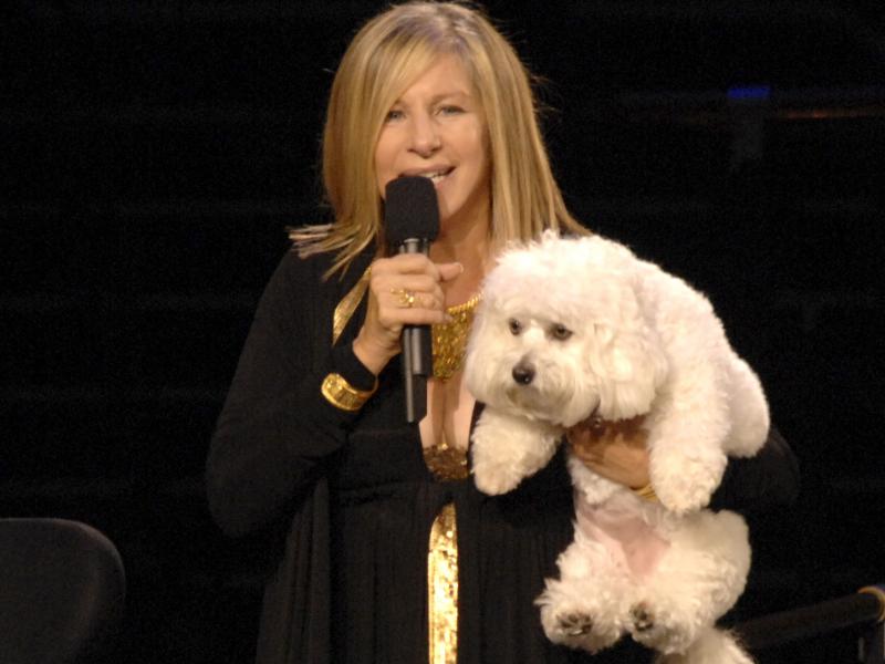 Barbra Streisand, on stage with her dog, Samantha, who was cloned to create Miss Violet and Miss Scarlett. Barbra Streisand, on stage with her dog, Samantha, who was cloned to create Miss Violet and Miss Scarlett.