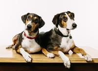 Ken (left) and Henry were created using DNA plucked from a skin cell of Melvin, the beloved pet of Paula and Phillip Dupont of Lafayette, La. Ken (left) and Henry were created using DNA plucked from a skin cell of Melvin, the beloved pet of Paula and Phillip Dupont of Lafayette, La.
