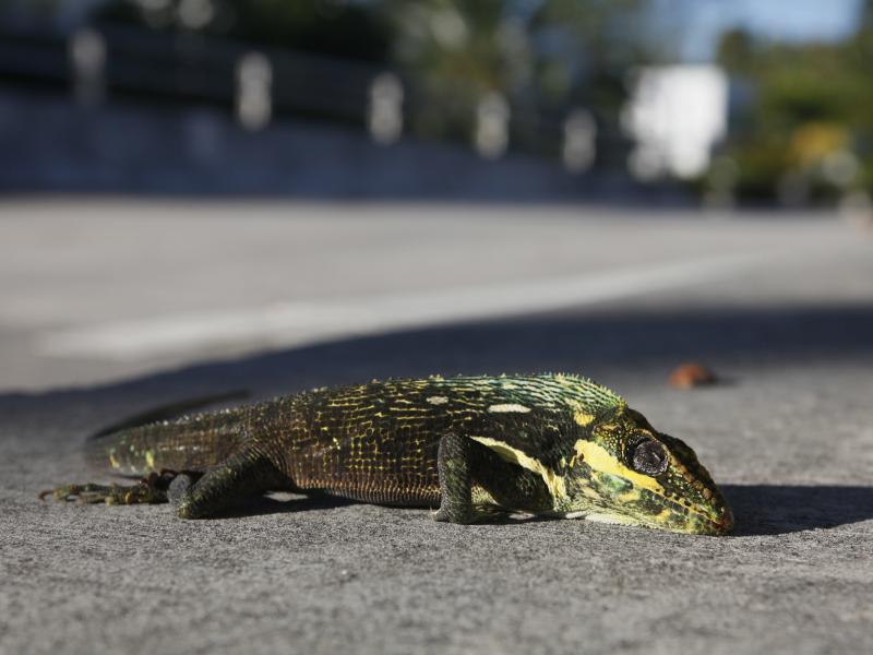 A stunned iguana lies on the sidewalk after having fallen from a tree Surfside, Fla., in 2010. That cold snap lasted for a few weeks and significantly reduced the iquana population. A stunned iguana lies on the sidewalk after having fallen from a tree Surfside, Fla., in 2010. That cold snap lasted for a few weeks and significantly reduced the iquana population.