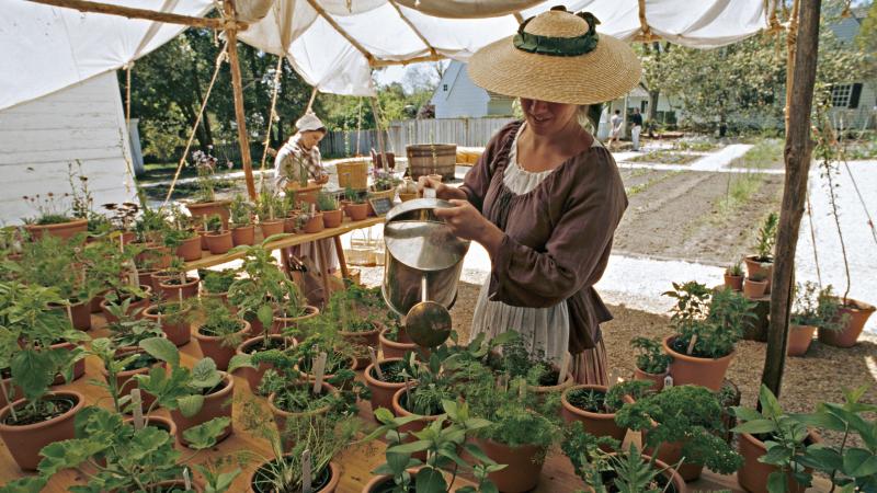 At Colonial Williamsburg's garden and nursery, which is open to guests, staff grow items that would have been found in gentry pleasure gardens: herbs, flowers and seasonal greens. At Colonial Williamsburg's garden and nursery, which is open to guests, staff grow items that would have been found in gentry pleasure gardens: herbs, flowers and seasonal greens.