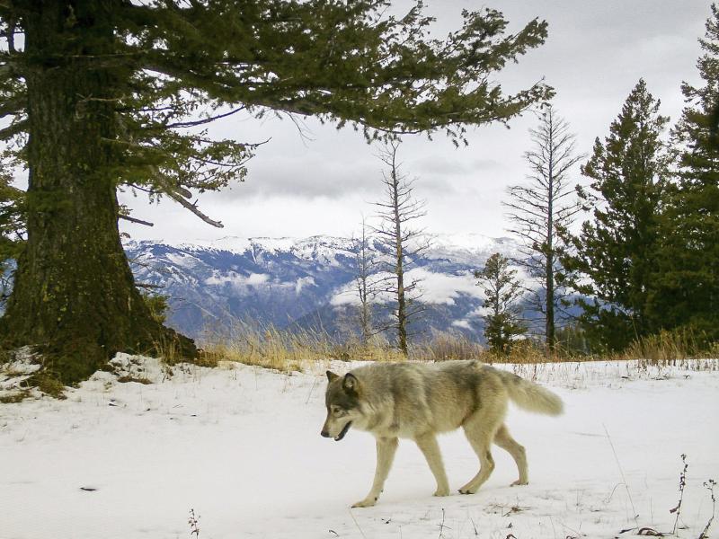 A wolf from the Snake River Pack passes by a remote camera in eastern Wallowa County, Ore. A wolf advocate group in Colorado is challenging the model for U.S. wildlife management. A wolf from the Snake River Pack passes by a remote camera in eastern Wallowa County, Ore. A wolf advocate group in Colorado is challenging the model for U.S. wildlife management.