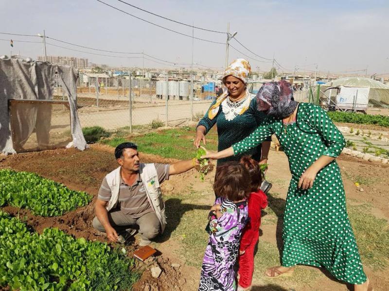 Syrian gardeners at the Domiz refugee camp in northern Iraq share the harvest. Syrian gardeners at the Domiz refugee camp in northern Iraq share the harvest.