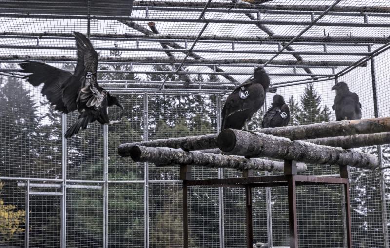 A juvenile California condor flies from a shelf to a branch in the condor reintroduction pen of the Redwood National Park near Orick, Calif., on April 12. A juvenile California condor flies from a shelf to a branch in the condor reintroduction pen of the Redwood National Park near Orick, Calif., on April 12.