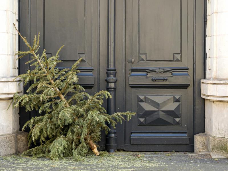 Christmas tree put out for garbage after the holiday season Christmas tree put out for garbage after the holiday season