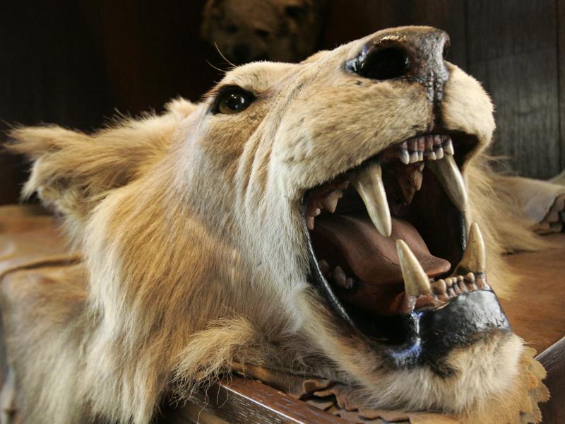 The head and skin of an East African lion killed at the turn of the century by President Theodore Roosevelt decorates The Explorers Club in New York. A committee designed to advise the Department of Interior on the benefits of big-game hunting was dissolv The head and skin of an East African lion killed at the turn of the century by President Theodore Roosevelt decorates The Explorers Club in New York. A committee designed to advise the Department of Interior on the benefits of big-game hunting was dissolv