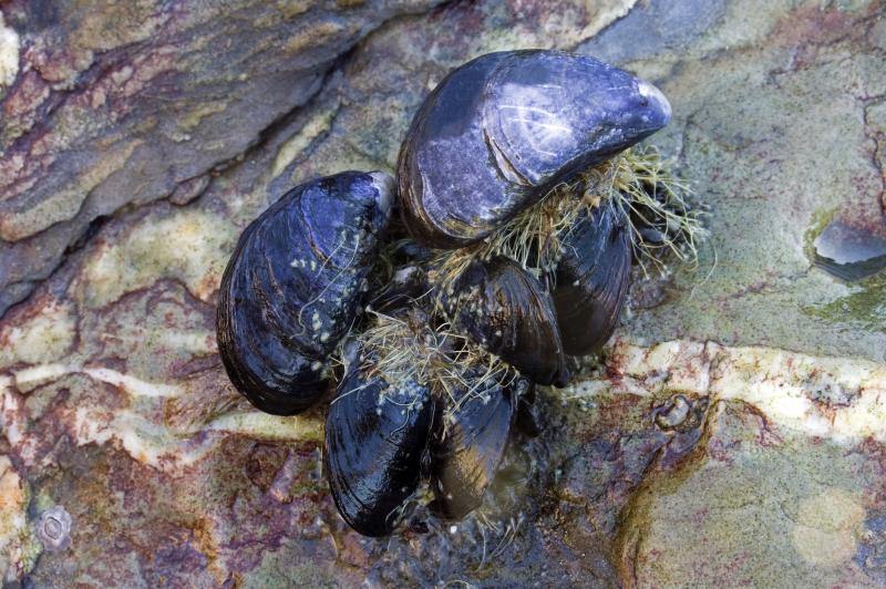 Mussels bind to surfaces using byssus threads. Understanding how these threads work may help researchers address water contamination. Mussels bind to surfaces using byssus threads. Understanding how these threads work may help researchers address water contamination.