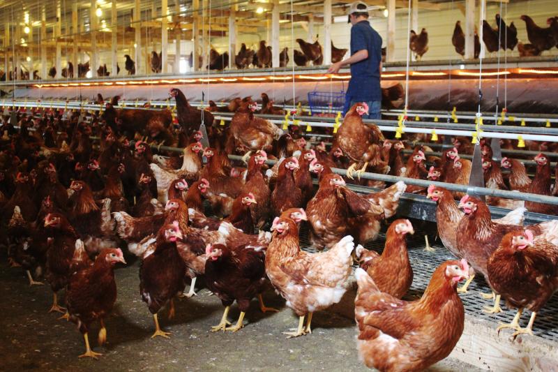 Free-range houses allow chickens to move around freely, but operating costs were 23 percent higher than for traditional cages, according to a new study. Free-range houses allow chickens to move around freely, but operating costs were 23 percent higher than for traditional cages, according to a new study.