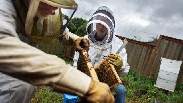 Beekeepers Glen Andresen and Tim Wessels are trying to breed a honey bee that is more resilient to colder climates. Beekeepers Glen Andresen and Tim Wessels are trying to breed a honey bee that is more resilient to colder climates.
