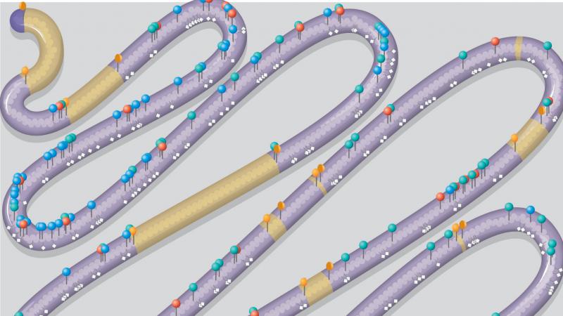 The research team used yeast chromosome No. 3 as the model for their biochemical stitchery. Pins and white diamonds in the illustration represent "designer changes" not found in the usual No. 3; yellow stretches represent deletions. The research team used yeast chromosome No. 3 as the model for their biochemical stitchery. Pins and white diamonds in the illustration represent "designer changes" not found in the usual No. 3; yellow stretches represent deletions.