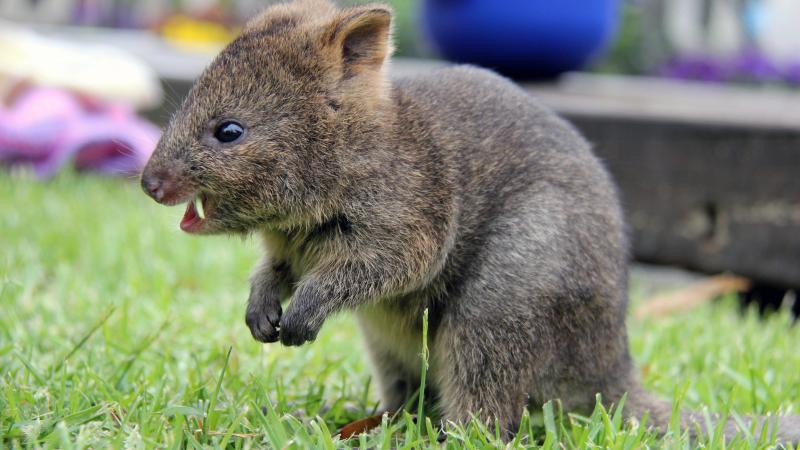 A photo from the Taronga Zoo shows a 6-month-old quokka, a marsupial that's a hit on social media. A photo from the Taronga Zoo shows a 6-month-old quokka, a marsupial that's a hit on social media.