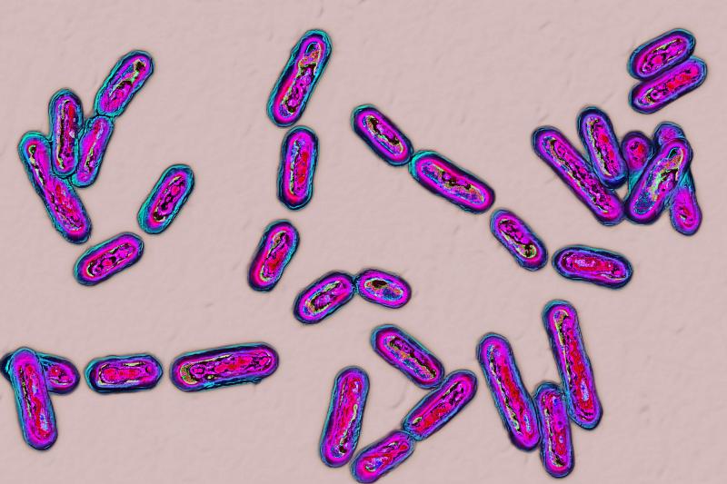 Infections with Clostridium difficile can crop up after a round of antibiotics. Infections with Clostridium difficile can crop up after a round of antibiotics.