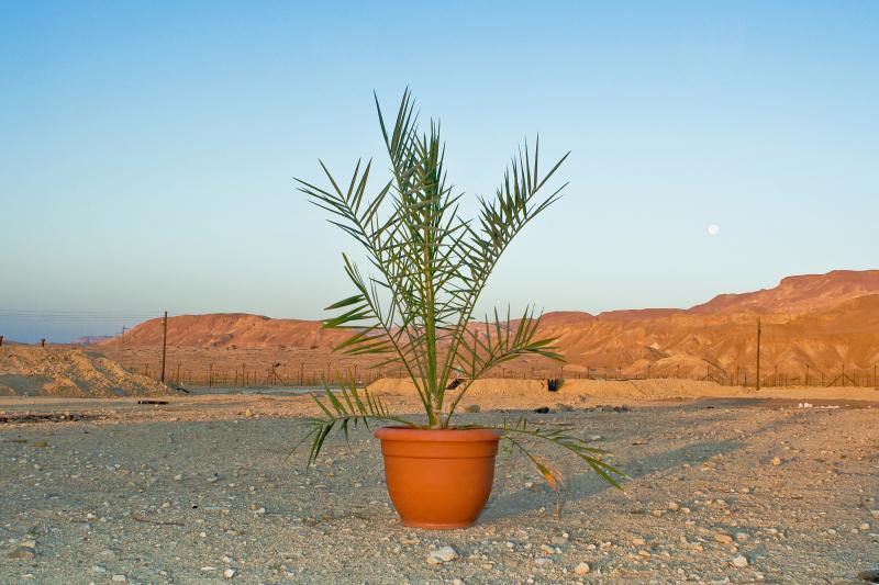 Methuselah, the first date palm tree grown from ancient seeds, in a photo taken in 2008. Methuselah, the first date palm tree grown from ancient seeds, in a photo taken in 2008.