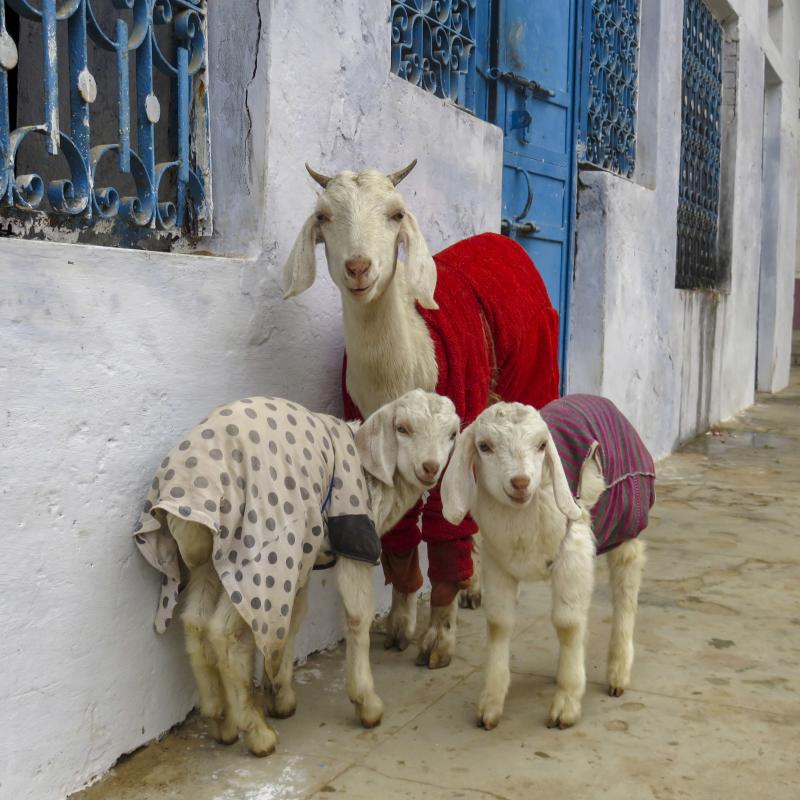 The largest goat wisely wears the color of the season. The largest goat wisely wears the color of the season.