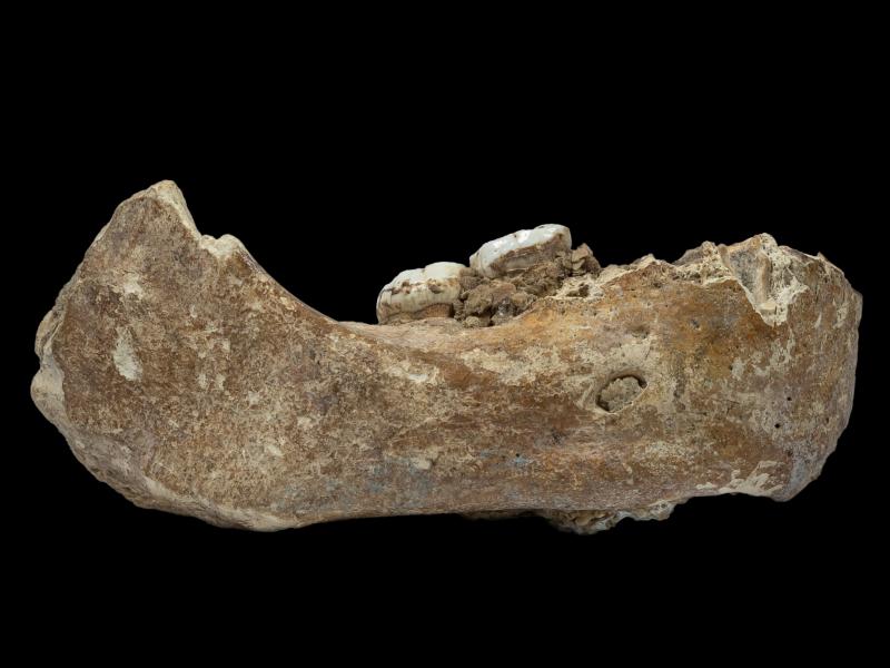 The Xiahe mandible was originally found in 1980 in Baishiya Karst Cave. Researchers say the bone is 160,000 years old and came from a Denisovan. The Xiahe mandible was originally found in 1980 in Baishiya Karst Cave. Researchers say the bone is 160,000 years old and came from a Denisovan.