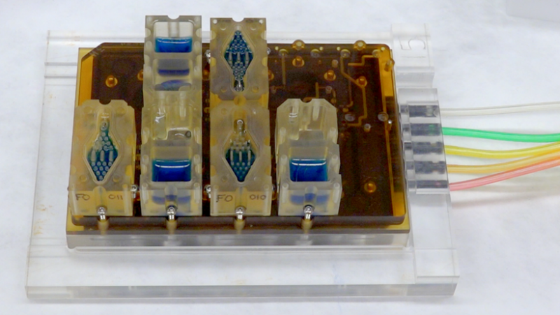 EVATAR is a book-size lab system that can replicate a woman's reproductive cycle. Each compartment contains living tissue from a different part of the reproductive tract. The blue fluid pumps through each compartment, chemically connecting the various tis EVATAR is a book-size lab system that can replicate a woman's reproductive cycle. Each compartment contains living tissue from a different part of the reproductive tract. The blue fluid pumps through each compartment, chemically connecting the various tis