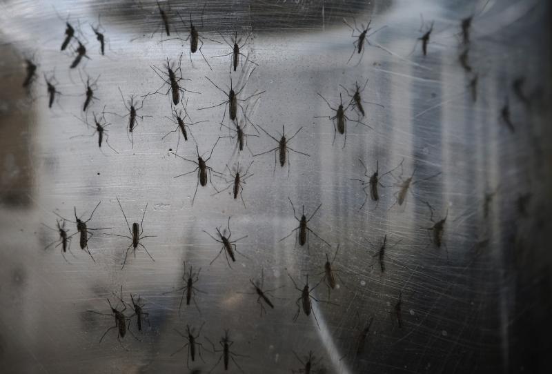 Aedes aegypti mosquitoes are seen in a lab at the Fiocruz institute in the Brazilian city of Recife. Aedes aegypti mosquitoes are seen in a lab at the Fiocruz institute in the Brazilian city of Recife.