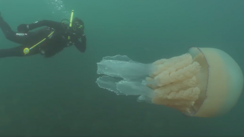 Biologist Lizzie Daly says the experience of swimming with a gargantuan jellyfish was "absolutely incredible." Biologist Lizzie Daly says the experience of swimming with a gargantuan jellyfish was "absolutely incredible."