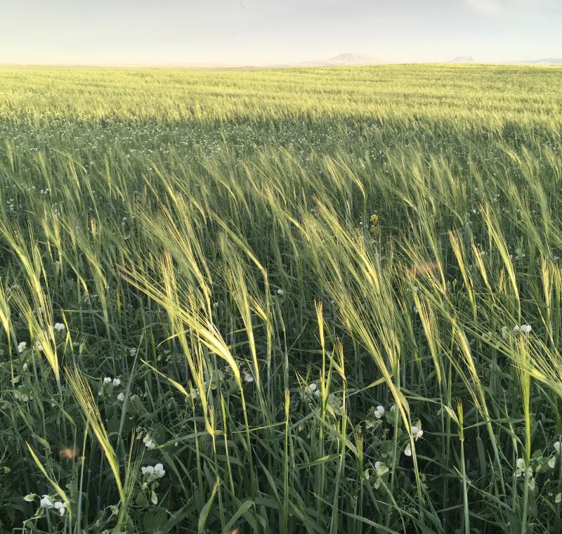 A mix of barley, peas and flax grows in a field at Casey Bailey's farm near Fort Benton, Mont. Bailey sells this crop to Montana dairy farmer Nate Brown, who has been feeding it to his goats. A mix of barley, peas and flax grows in a field at Casey Bailey's farm near Fort Benton, Mont. Bailey sells this crop to Montana dairy farmer Nate Brown, who has been feeding it to his goats.
