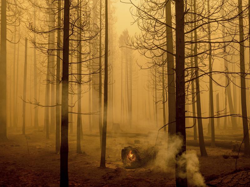 Following the Dixie Fire, flames burn in a tree in the Canyondam area of Plumas County, Calif., Friday, Aug. 6. Following the Dixie Fire, flames burn in a tree in the Canyondam area of Plumas County, Calif., Friday, Aug. 6.