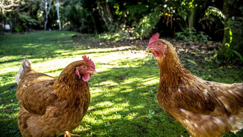 Drawn in by fresh eggs, or the possibility of feathered friends, people continue to flock toward backyard chickens. One researcher wonders if local laws are doing enough to keep people and birds safe. Drawn in by fresh eggs, or the possibility of feathered friends, people continue to flock toward backyard chickens. One researcher wonders if local laws are doing enough to keep people and birds safe.