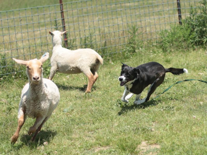 Lily chases sheep for the first time in her shepherd-mix life, at Raspberry Ridge Sheep Farm in eastern Pennsylvania. Several times a year the farm invites dogs for "herding instinct tests." Lily chases sheep for the first time in her shepherd-mix life, at Raspberry Ridge Sheep Farm in eastern Pennsylvania. Several times a year the farm invites dogs for "herding instinct tests."
