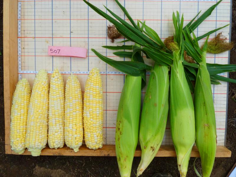 "Who Gets Kissed" corn is a variety bred in Wisconsin specifically for organic farmers. It's named for an old game. At corn husking time, a lucky person who found a rare ear of corn with red kernels had the right to kiss anyone that he or she chose. "Who Gets Kissed" corn is a variety bred in Wisconsin specifically for organic farmers. It's named for an old game. At corn husking time, a lucky person who found a rare ear of corn with red kernels had the right to kiss anyone that he or she chose.